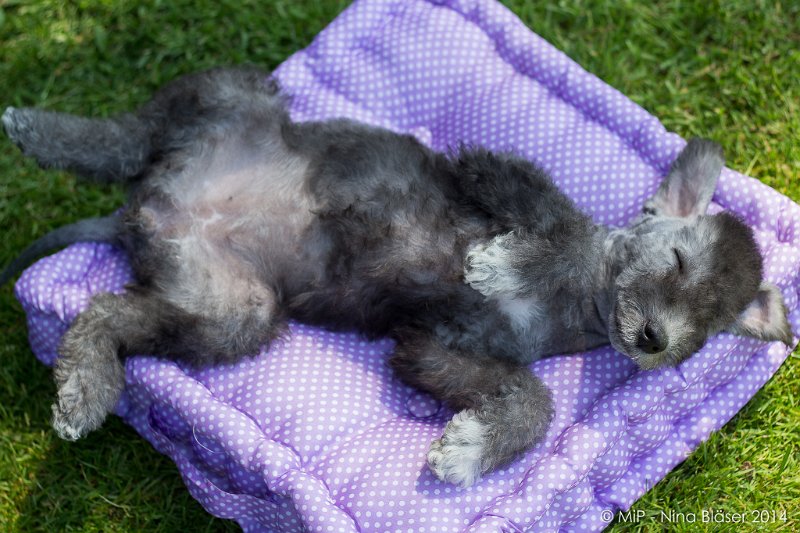 2014-07-03 Cherry-6954.jpg